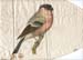 Bullfinch